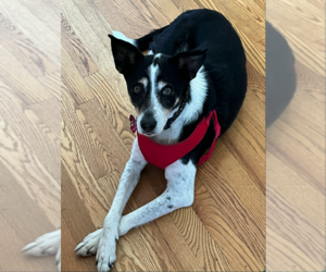 German Shepherd Dog-Great Pyrenees Mix Dogs for adoption in Aurora, CO, USA