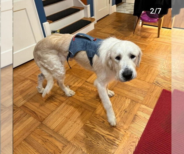 Medium Photo #6 Golden Pyrenees Puppy For Sale in Pacifica, CA, USA