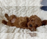 Puppy Aria Goldendoodle (Miniature)