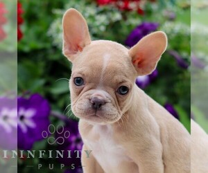 French Bulldog Puppy for sale in LITITZ, PA, USA