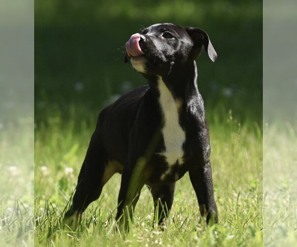 Medium Photo #9 Shepradors Puppy For Sale in Mechanicsburg, PA, USA