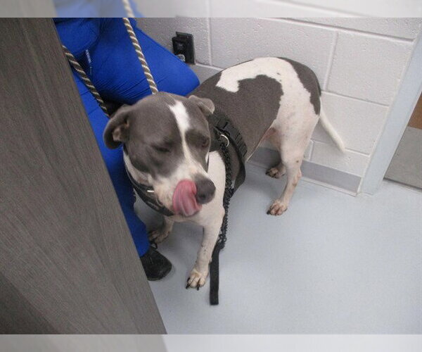 Medium Photo #1 American Pit Bull Terrier Puppy For Sale in Ocala, FL, USA