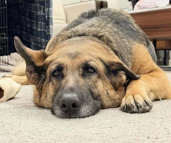Medium Photo #3 German Shepherd Dog-Unknown Mix Puppy For Sale in Plymouth, MN, USA