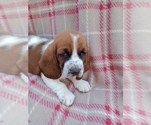 Basset Hound Puppy for sale in SALEM, WV, USA