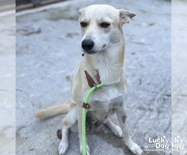 Medium Photo #3 Labrador Retriever-Unknown Mix Puppy For Sale in Washington, DC, USA