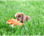 Small #2 Labrador Retriever