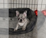 Small Photo #31 French Bulldog Puppy For Sale in SACRAMENTO, CA, USA