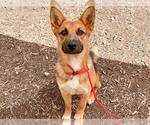 Small German Shepherd Dog Mix