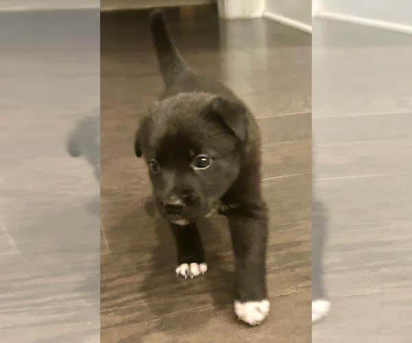 Medium Photo #5 American Staffordshire Terrier-Unknown Mix Puppy For Sale in Holly Springs, NC, USA