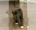 Small #4 American Staffordshire Terrier Mix