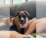 Small Photo #2 Boxer Puppy For Sale in CLAREMORE, OK, USA