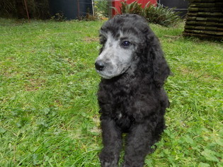 Poodle (Standard) Puppy for sale in EUREKA, CA, USA