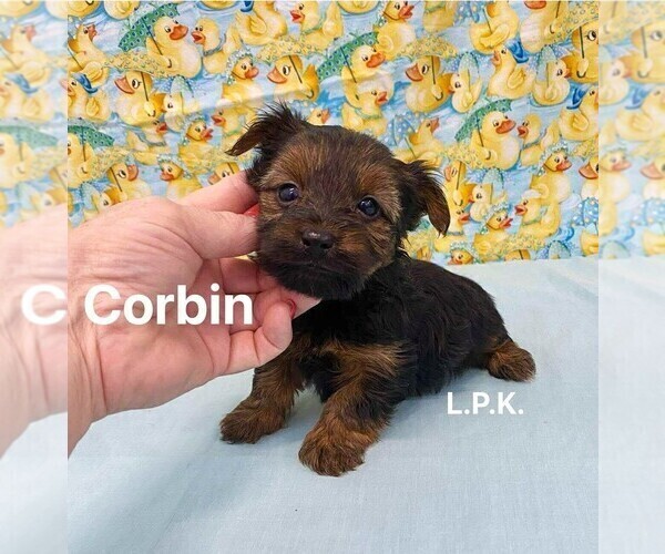 Medium Photo #1 Yorkshire Terrier Puppy For Sale in WINNSBORO, LA, USA