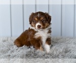 Small #2 Miniature Australian Shepherd