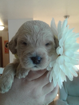Medium Photo #1 Labradoodle Puppy For Sale in CRESTON, MT, USA