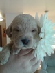 Small Photo #1 Labradoodle Puppy For Sale in CRESTON, MT, USA