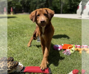 Australian Shepherd Dogs for adoption in Yardley, PA, USA