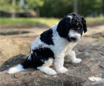 Small Photo #2 Miniature Bernedoodle Puppy For Sale in LACEYS SPRING, AL, USA