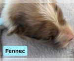 Puppy Fennec Border Collie
