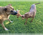Small #3 Anatolian Shepherd Mix
