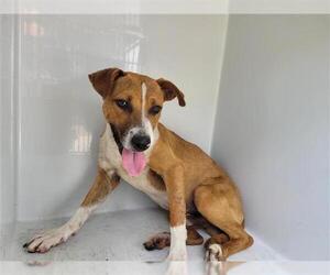Boxador Dogs for adoption in Houston, TX, USA