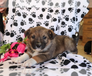 Border Collie-Unknown Mix Puppy for sale in SHILOH, OH, USA