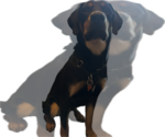 Small #1 Mutt