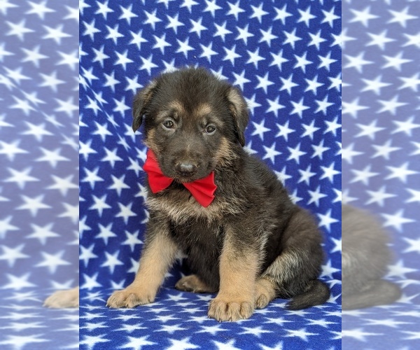 Medium Photo #3 German Shepherd Dog Puppy For Sale in KIRKWOOD, PA, USA