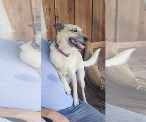 Mutt Dogs for adoption in Gustine, CA, USA