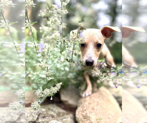 Chihuahua-Unknown Mix Dogs for adoption in Oak Bluffs, MA, USA