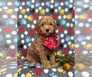 Goldendoodle (Miniature) Puppy for sale in GLEN ROCK, PA, USA