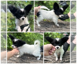 Papillon Puppy for sale in MINNEAPOLIS, MN, USA
