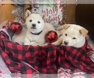 Shiba Inu Puppy for sale in CHITTENANGO, NY, USA