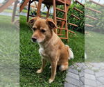Small Labrador Retriever Mix