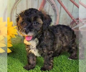 Maltipoo Puppy for sale in ARTHUR, IL, USA