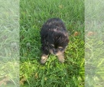 Small #4 Malchi