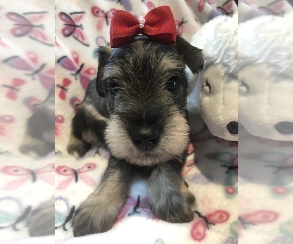 Medium Photo #3 Schnauzer (Miniature) Puppy For Sale in SARASOTA, FL, USA