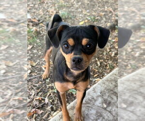 Chihuahua-Unknown Mix Dogs for adoption in Fort Collins, CO, USA