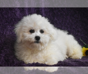 Bichon Frise Puppy for Sale in ELDORADO, Ohio USA