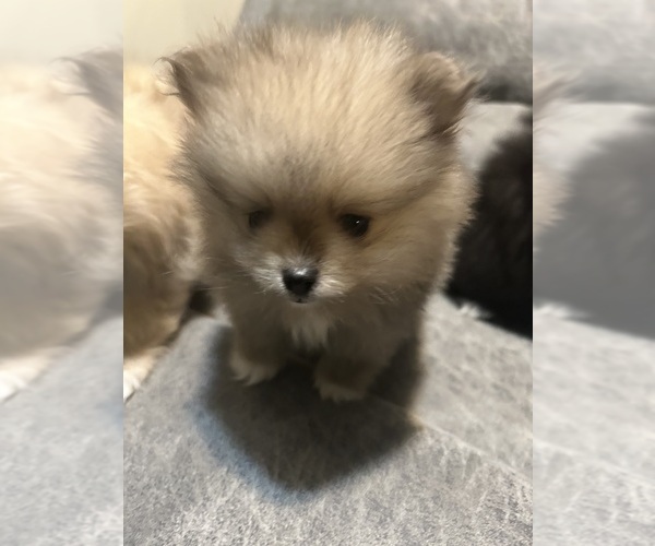 Medium Photo #3 Pomeranian Puppy For Sale in CINCINNATI, OH, USA