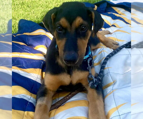 Medium Photo #7 Doberman Pinscher-Labrador Retriever Mix Puppy For Sale in San Juan Capistrano, CA, USA