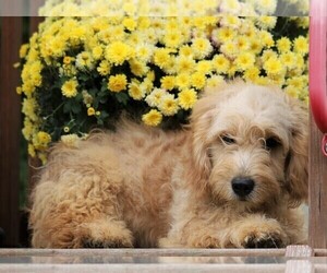 Goldendoodle (Miniature) Puppy for sale in FREDERICKSBG, OH, USA
