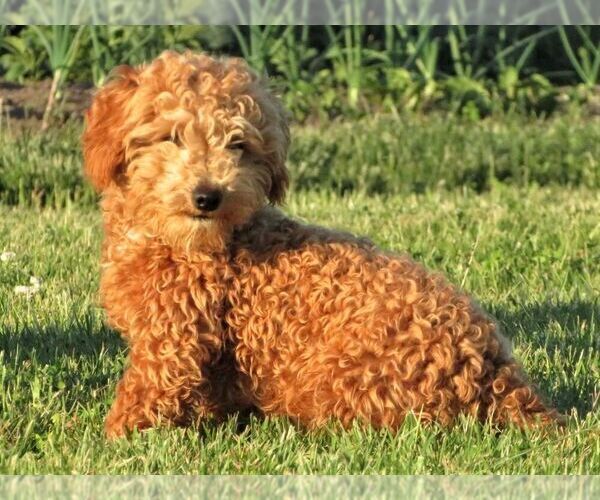Medium Photo #1 Poodle (Miniature) Puppy For Sale in MEMPHIS, MO, USA