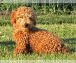 Small Photo #1 Poodle (Miniature) Puppy For Sale in MEMPHIS, MO, USA