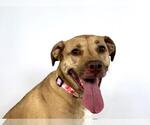 Small #1 Labrador Retriever Mix