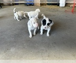 Small Photo #21 Llewellin Setter Puppy For Sale in BASCO, IL, USA