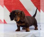 Small #1 Dachshund