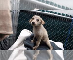 Small Mutt