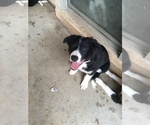 Small Photo #5 Border Collie Puppy For Sale in MESA, AZ, USA