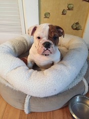 Bulldog Puppy for sale in MELROSE, MA, USA